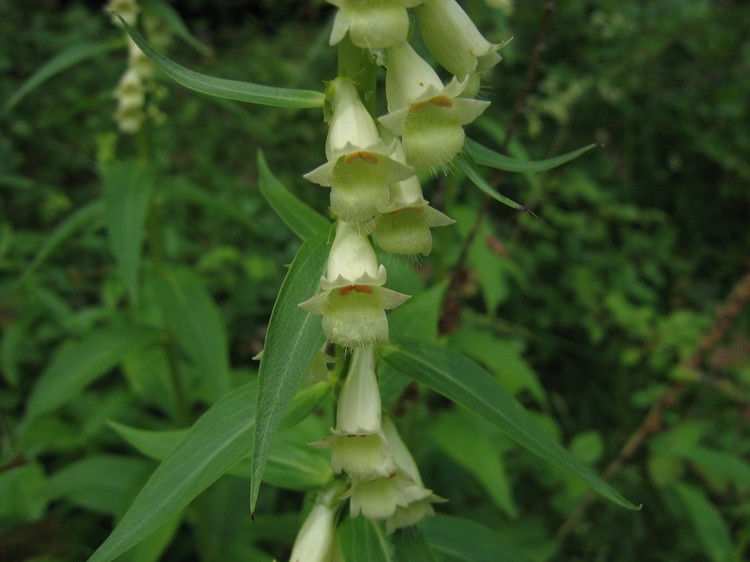 Digitalis lutea